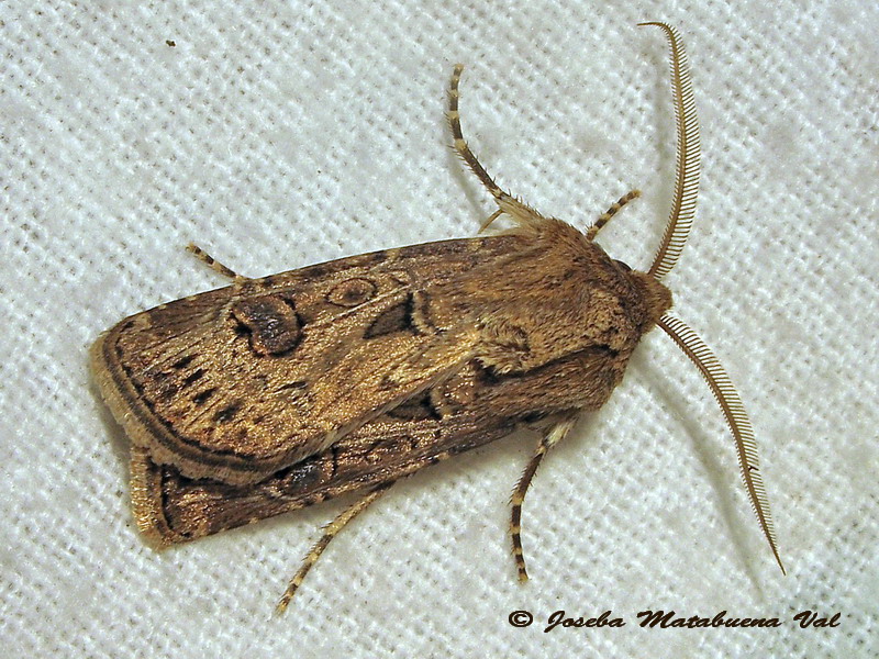 Noctuidae a determinar 3 - Argrotis bigramma